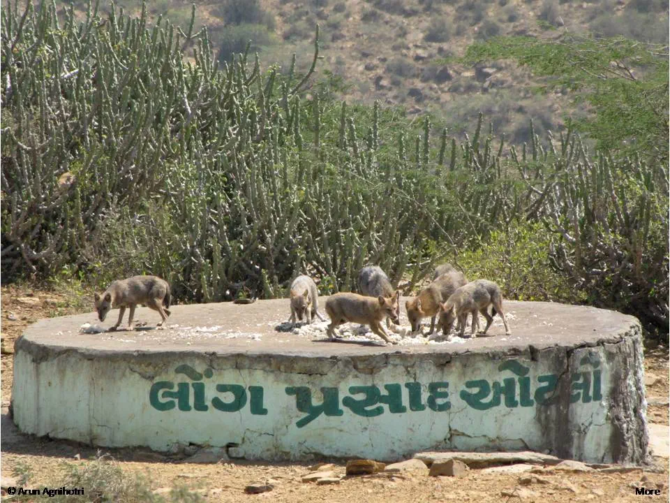 Desert jackal near Kalo Dungar