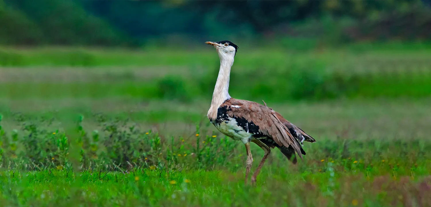 Great Indian Bustard Sanctuary