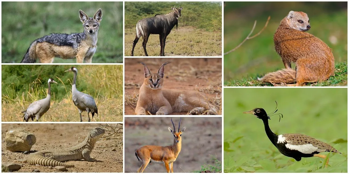 More than the bustard